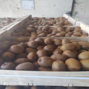 Wholesaler kiwi golden calibreuse  - fruits and vegetables hello we are kiwi bio  suppliers  . if you want to buy a large quantity kiwi bio ,  feel free to contact us for more information