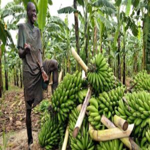 Exportation du Produit interieur Brut. - Investissement capitaux salut j'ai besoin d'un partenaire financier afin d'acheter du cacao, café, coton, l'huile de palm ,  le bois, la banane et bien d'autre et l'emporter vers les pays qui demande en prix élevé et en grande quantité et de bonne qualité.