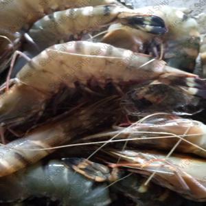 Offre langouste verte - crevettes tigree - Oeufs  - poissons nous avons le plaisir de vous offri en stock de langouste verte congele de tres bonne qualite ,  de crevttes tigrees frais et congeles et d`œufs de mullets .--nous exportons aussi en ce moment du seiche ,  poulpe ,  et thon skip jack -- 