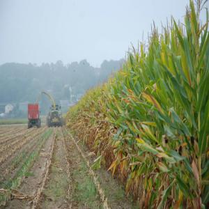 Ensilage mais grand quantité  - céréales ensilage maïs bonne qualité pour aliment animaux --merci de me laisser un message ou bien de me contacter pour plus de details----cordialement 