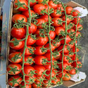 Tomate en provenance de la Sicile Italie   - fruits et légumes bonjour chers professionnels,  ,  on est une société française sur l'ile de france  spécialisé dans la vente de produits directe producteur ,  nos cherchons des clients btb pour nos tomates en provenance de nos agriculteurs italiens plus précisément de l