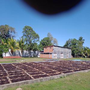 vanille de Madagascar  - épices aromates nous somme producteur et nous disposons de plusieurs tonnes de vanille de tout type (gourmets , rouge , poudre...) déjà présent en france est pret à etre livré ,  nous somme à la recherche de partenaires et acheteurs sérieux. --165€/kg en fonction des ta