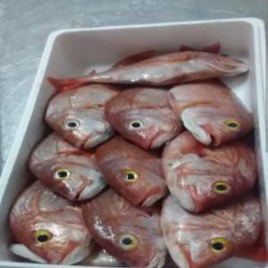 Vente de poissons frais du Sénégal par avion - poissons nous sommes à la recherche de clients sérieux pour acheter des poissons frais et fruits de mer du sénégal.--nous travaillons avec beaucoup d'acheteur en europe.--nous expédions seulement par avion ( jusqu'à une tonne par commande )--si vous cherchez des pois