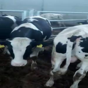 Holstein slaughter calves  - live animals we are looking for holstein slaughter calves--- - weight 400-450 kg-- - quantity- 1000 heads-- - destination libya-- - payment- lc-- - offer fob port of departure or cfr port of destination.