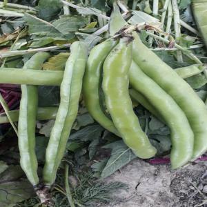 A VENDRE RÉCOLTE DE FÉVES - féculents a vendre ma récolte de fèves de très bonne qualité. le prix annoncé est sur place dans la région de fés au maroc pour plus d'info n’hésitez pas...