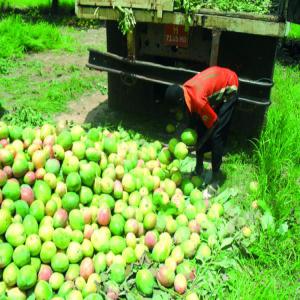 Mangue kent - fruits et légumes bonjour à tous--nous sommes une structure présente au sénégal,  au mali,  au maroc et en france ; nous cherchons des clients pour notre stocks de mangues amelie et kent conditionné suivant les normes de premier choix avec des calibres divers(6 - 12).--nous proposons 