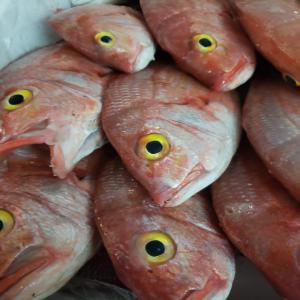 Je cherche Acheteur de poisson  - poissons bonjour je suis a recherche d'acheteurs de poisson frais.--j'amène mes poissons de senegal direct par avion --