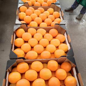 Grosses oranges Maroc - fruits et légumes fruit très juteux avec une légère acidité et une excellente qualité gustative. elle est pratiquement exempte de pépins,  ce qui en fait un choix idéal pour la consommation naturelle ou en jus. en plus d'etre une source de fibres,  ce fruit est ég