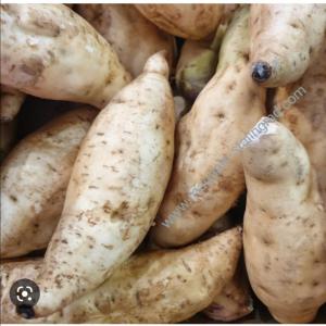 PATATE DOUCE BLANCHE PRODUITE AU CAMEROUN  - féculents nous sommes une enterprise base au cameroun et recherchons des clients interesse a l achat des patates douce blanche produites dans nos champs avec des fertilisants naturels etbtres peu fertilisants synthetic.--nous pouvons exporter vers l amerique et l europe au cameroun et en afrique. --nous somme