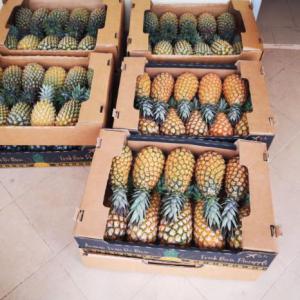 Ananas  - fruits et légumes je veux des clients en afrique et en europe à qui je vais fournir d'importante quantité d'ananas provenant du bénin.