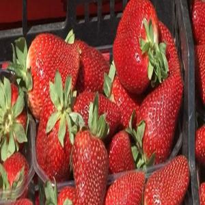 FRAISE FRAICHE  DE LA TUNISIE  - fruits et légumes nous sommes en plein saison ,  les fraises fraîches de la tunisie sont disponibles ,  saveur naturel et gout authentique ,  variétés sabrina , fortuna et bien d'autres .--emballes en barquettes ou  vrac en carton ., nous exportons aux quatre coins du monde avec des prix imbattables . 