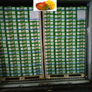 RECHERCHE IMPORTATEUR DE MANGUE KENT MALI CI BF - fruits et légumes tarif pour importateur mangue kent cote d’ivoire----prix pour importateur fob port d'abidjan ---1 carton de 4kg fob port d’abidjan	3.85€--1 container fob de 5440 cartons = 20.944€--22 palettes de 240 cartons +  1 palette de 160 cartons--ou--20 palettes de 240 cartons +  4 palette de 160 cartons--	--