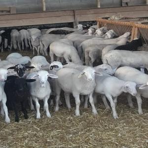 Distribution d'agneau espagnol pour la France - animaux vivants agriculteurs en espagne,  nous distribuons de l'agneau vivant,  ou carcasse pour la france,  par camions  nous parlons français