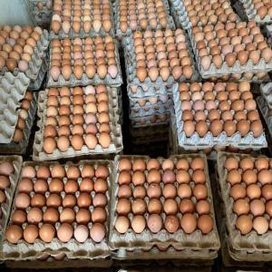 Oeufs en gros sur Abidjan uniquement  - viandes et oeufs ventes d’#œufs en gros sur abidjan  uniquement, pas à l'international pour le moment -  --en dessous de 10 cartons de 10 plaquettes,  la plaquette à 1700 fcfa ou le carton à 17.500 fcfa.--à partir  de 10 cartons de --10 plaquettes ,  la plaquette à 1600 fcfa ou 