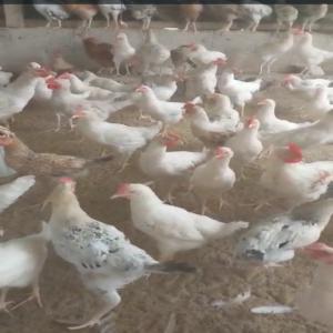 Offre immédiate de 2500 Poulets Hybrides   - viandes et oeufs offre immédiate de 2500 poulets hydrides sur abidjan ---les poulets sont très en forme -----prix d'un poulet - 4600 fcfa , non négociable. ----nb - possibilité de signature de contrat avec l'éleveur pour vous en fournir sur le long terme . ----si vous avez besoin de