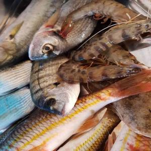 Poisson frais méditerranéen  - poissons ste tunisienne spécialisé pour la vente en gros des produit de la peche (poissons frais et les crustacés) uniquement de la mer méditerranée fao 35 nous assurons le transport aérienne de tunisie a tout l'europe en vol direct