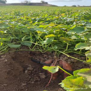 plant de patate douce - semence graine plant a vendre,  plants de patates douces (variété  covington ); à consommer aussi bien cuit que cru.--de gros.--pour information contactez moi