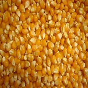 VENTE DE MAIS - céréales je dispose de grandes quantités de grains de mais jaune de très bonne qualités en vente en côte d ivoire précisément à abidjan .la production vient du nord de la cote d ivoire... pour toute personne désireuse veuillez me laisser un e-mail.--- st