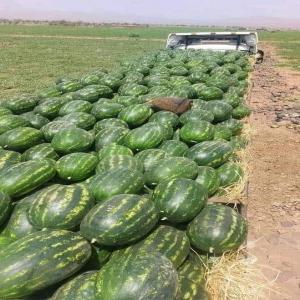 Pastèque de ZAGORA  et régions  - fruits et légumes je met a votre disposition le pastèque de zagora avec un rapport prix qualité très attirent.--pour plus d'information n'hésiter pas de nous contacter.--      