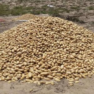 Pommes de terre à prix très bon marché - fruits et légumes pommes de terre de qualité disponibles en quantité suffisante et à un prix défiant toute concurrence à tivaouane.