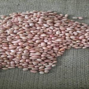 Penauts bean - other you are an industrialist,  do you need peanut seeds to produce refined peanut oil or to do something else with it? you are in the right place we have quantities adapted to each need of a buyer.-- origin- india,  china -- capacity in tons- according to the customer's need --at the attractive price ----