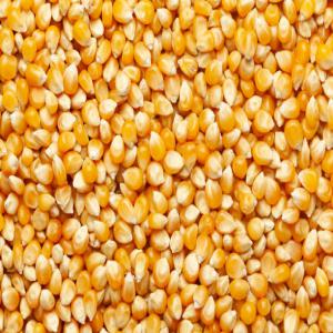 Corn NON-GMO (grade 2 ) - cereals industrial,  you need a large capacity--corn? you have come to the right place we have quantities adapted to each need of a buyer.--origin- brazil --capacity in tons- according to the customer's need--at attractive price----delivery time- fob,  exw,  cif 