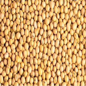 Soy bean non GMO - cereals industrial,  you need a large capacity--soy bean ? you have come to the right place we have quantities adapted to each need of a buyer.--origin- brazil --capacity in tons- 12500 mt ----delivery time- cif  prices ----payment term - sblc or dlc transferable at loading port 