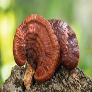 Complément alimentaire de champignon Reishi - autres je vous écris pour vous présenter notre entreprise et notre complément alimentaire de champignon red reishi de qualité supérieure. notre produit est fabriqué à partir des meilleurs champignons red reishi,  qui sont cultivés à l'aide de te