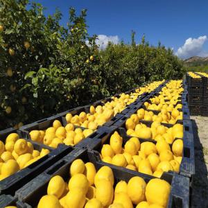 Fruits certifiés biologiques - fruits et légumes vous aide à trouver des fonds d’une façon simple,  savoureuse et vitaminée,  sans avance d’argent,  et avec la participation active de vos adhérents.--oranges,  mandarines,  pamplemousses et citrons sont issus d'une exploitation familiale située en espagne,  dans les pro