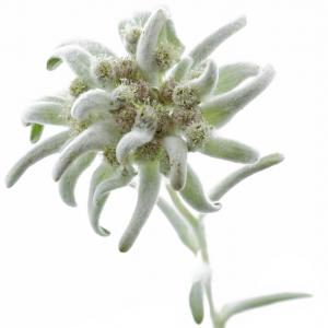 Edelweiss séches (leontopodium alpinum) - matiere vegetale groupement de producteurs propose edelweiss sèches pour phytothérapie,  herboristes,  négoces ...--variété leontopodium alpinum - à partir de 1kg--produit dans les alpes,  en mode écologique.