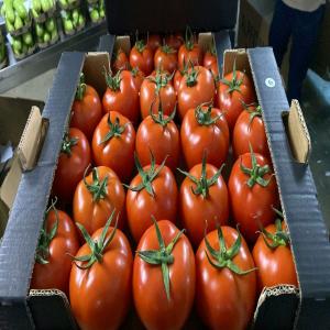 Tomates - fruits et légumes nous disposons d'une grande quantité de tomates pret à exporter ou meme pour la consommation locale--avec un meilleur rapport qualité-prix