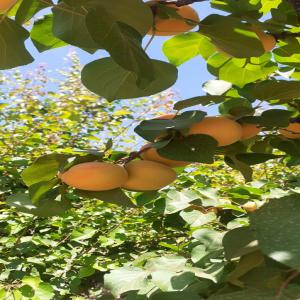 Abricots de bonne qualité  - fruits et légumes nous disposons de plus de 200 tonnes d'abricot    produits maroc avec un meilleur rapport qualité-prix et avec des meilleurs conditions de collaboration--la récolte de mois de mai --