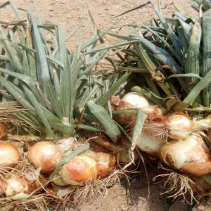 Onion  - fruits et légumes nous disposons d'une quantité de 40 tonnes d'onions livraison partout au maroc --meilleur rapport qualité-prix et meilleurs conditions de collaboration 