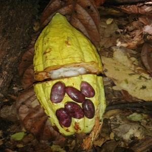 Cacao - coffee cocoa tea superior fermentation cocoa --4 usd exw price --we can help you about the formalities of documents and shipping via a forwarder however transit cost will be at your charge. --we can supply 27tonnes in one month