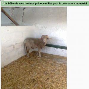 Nous cherchons des moutons pour le Maroc  - animaux vivants nous cherchons des fournisseur de moutons pour le maroc,   race marinos precos,  âge de 4 à 8mois.--nous souhaitons un fournisseur avec un bon prix contrat annuelle. 