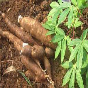 grossite de feuilles de manioc et manioc  - fruits et légumes je suis une agricultrice basée au cameroun a la recherche de partenaire et de clients pouvant acheter ma production 