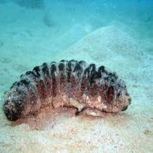 CONCOMBRE DE MER   - poissons nous  disposons du concombre de mer  en quantite ,  pour ceux qui  s'interessent a  s'informer ou  commander  nous contacter .