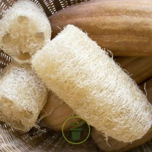 semence de luffa(éponge) - semence graine plant disponible en gros des semences germinable de luffa. lot de 1000graines, 5000 graines et 10000 graines. --livraison dans tout le monde entier.--nous joindre direct pour achat.--merci