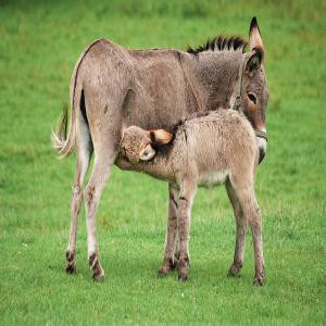 lait d'ânesse - lait et produits laitiers lait d'ânesse pur biologique  provenant d'une ferme d'élevage d'ânesse dans une région calme les animaux sont nourris  bio