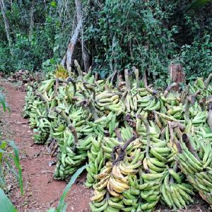 Banane Plantain à vendre -  2h de Yde - autres exploitation agricole,  avec plus de 25 ha de plantains cultivés. nous recherchons des vendeurs/partenaires et revendeurs ---achat a bord champ (la route est bonne pour camion,  4x4 et voiture normale)---livraison possible --nous vous serons gré pour tout contact