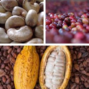 CAFÉ ET CACAO  - café cacao thé coopérative agricole de café et cacao.--en préparatifs de la grande campagne du café et du cacao qui débutera au cours du mois de septembre,  je vous écris dans le but d'établir entre vous et ces différentes coopératives un partenariat d'