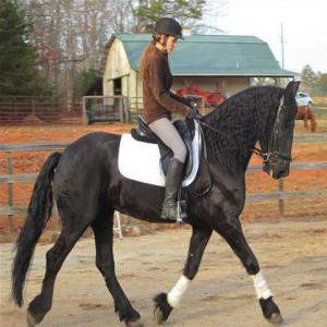 jeune cheval de la famille frisonne de sept ans - animaux vivants --cheval hongre frison noir. c'est un favori de tous les temps. ce hongre est incroyablement calme et gentil. aussi calme sur le terrain que possible,  un gentleman absolu des gentlemen,  il a des manières au sol absolument impeccables. seulement sept ans,  incroyablement entraîné e