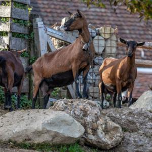 Chèvre Alpine Chamoisée