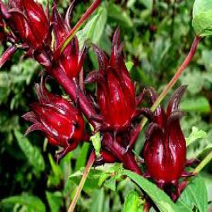 Hibiscus sabdariffa (karkadee) - autres a la recherche de cultiveurs de plante d'hibiscus sabdariffa (karkadee ,  roselle) en algérie,  ou bien les calices séchés du karkadee cultivés toujours dans le territoire algerien 