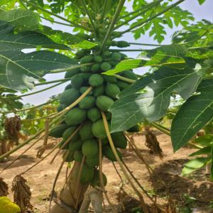 Vente de papaye solo - fruits et légumes nous disposons de papaye solo de très bonne qualité à vendre . nous pouvons livrer à paris 200kg par semaine par fret  aérien . le prix du kilo est de 10 euros. 