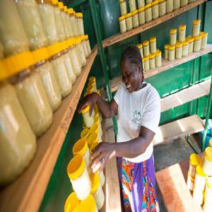 Shea butter  - olis based in cameroon , we are your solution for sourcing shea butter is our main agriculture,  an association of local women gathered for one objective,  through artisanale production,  a fine and quality product is manufactured. we simplify the entire process,  from initial product purchase to logistics ma