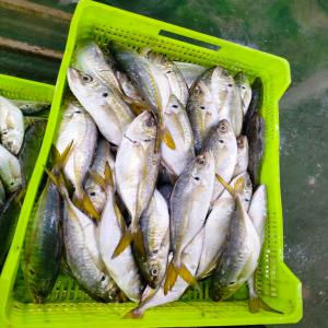 Chinchard jurel horse mackerel de mauritanie - poissons nous disposons de quantite de 56 tonnes de chinchard blans de tres bonne qualite --merci de nous contactez si vous etes interesse