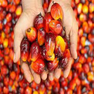 Fourniture et vente d'huile de palme - huiles l’huile de palme brute connu,  par ailleurs,  sous l’appellation de  ‘’huile rouge’’,  extrait des fruits du palmier,  est un des éléments de base de l’alimentation au bénin.--nous sommes en collaboration avec des producteurs d'huile de palme qui souhaitent écouler leurs prod