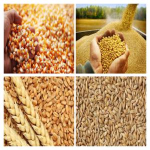 Export soybean  yellow corn  Wheat  barley - cereals we are a major spanish company working on exporting the following products to feed factories and traders--- soybean-- yellow corn.-- wheat-- barley-- origin- canada,  america,  brazil,  argentina,  russia--  the minimum purchase quantity is 12, 500 tons.-- dealing with an irrevocable confirmed documentar