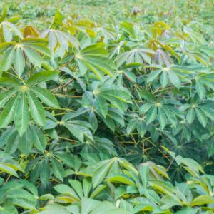 Champ de manioc - matiere vegetale recherche de clients potentiels pour l'achat de mon champs de manioc --je suis en train de chercher un grand client qui pourrait me l'acheter d'abord la plantation que je détiens et me faire savoir si il y en n'a besoin d'aventage pour que je puisse en produire encore plus jusqu'à 10 h